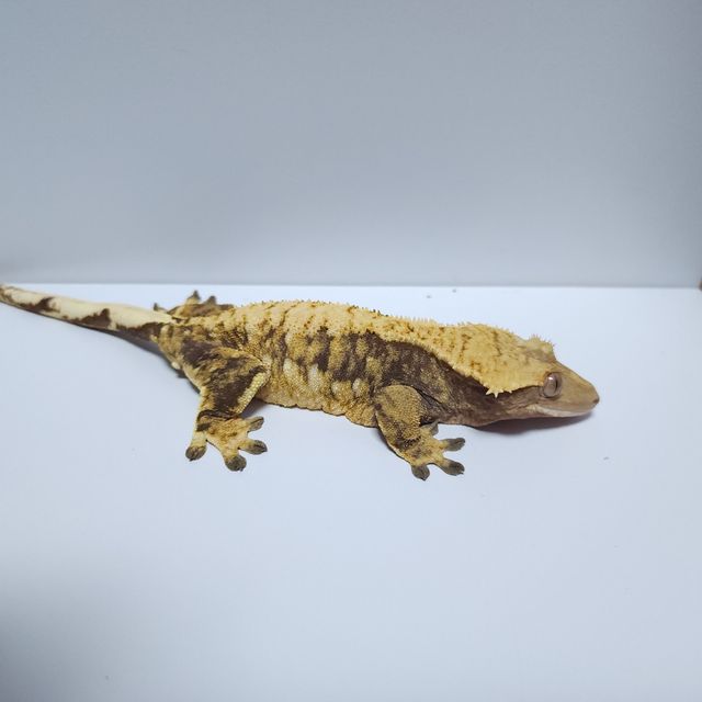익스트림할리퀸