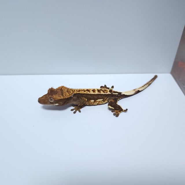 쿼드 다크 화이트핀
