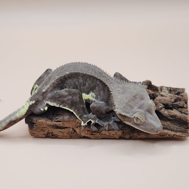 팬텀 프라푸치노 아잔틱 카푸치노 릴잔틱