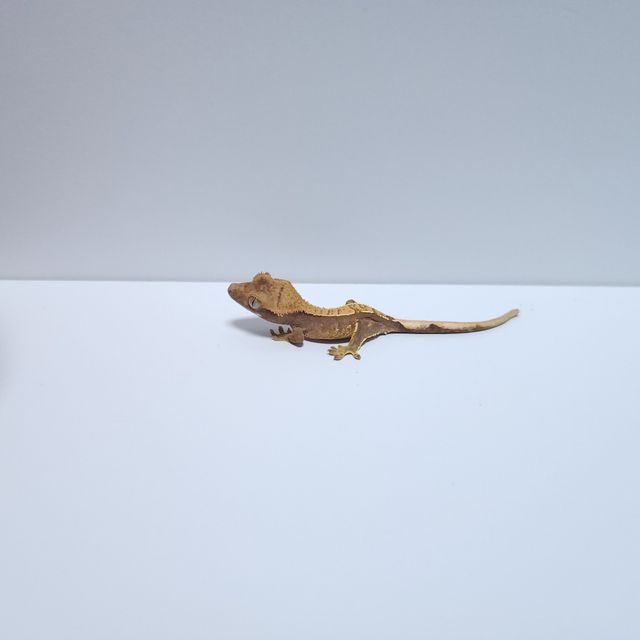 익스트림할리퀸