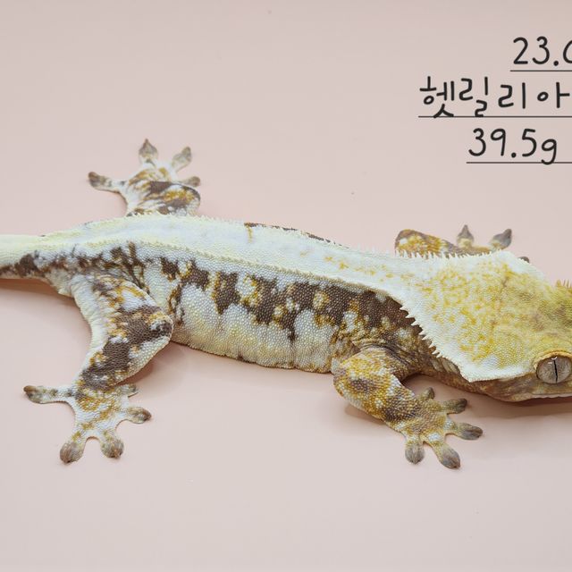 릴리100%헷아잔틱