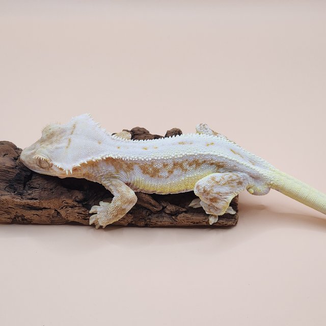 크림 크림시클 릴리화이트