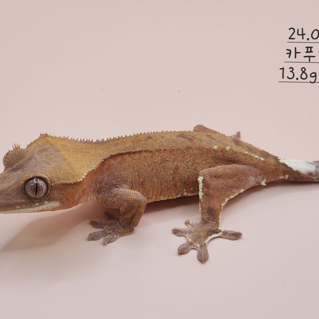 카푸치노