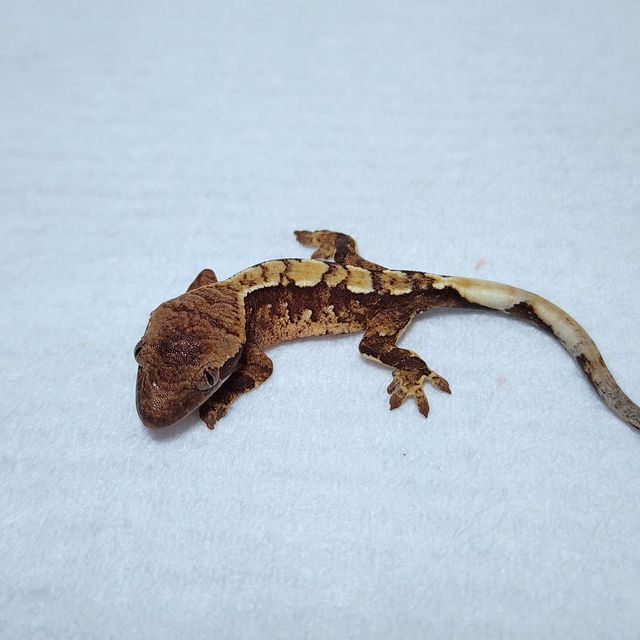 익스트림할리퀸 레드