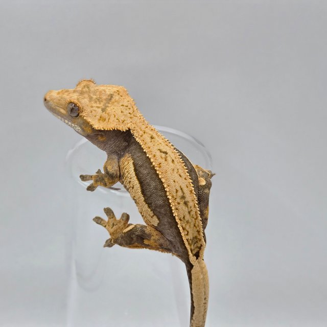 다크 쿼드 풀핀