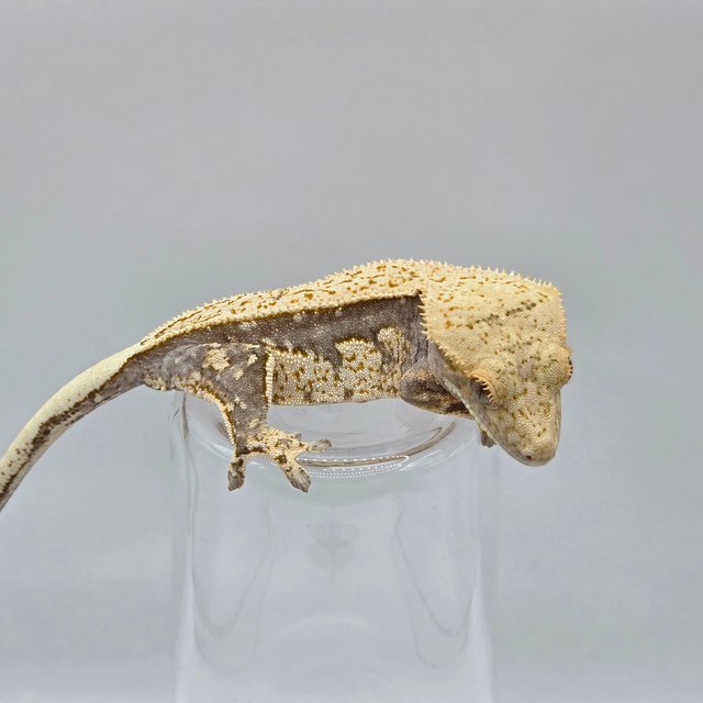 다크 쿼드 풀핀