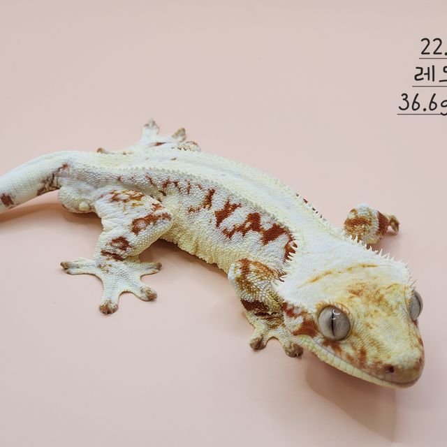 레드 릴리화이트