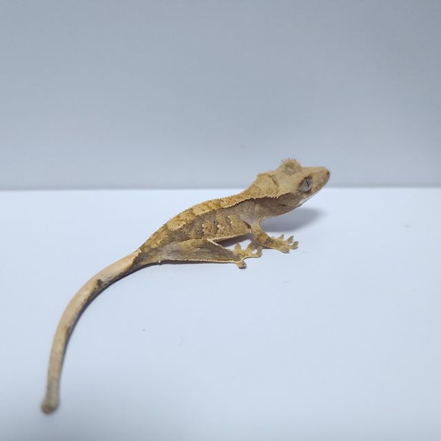 익스트림할리퀸