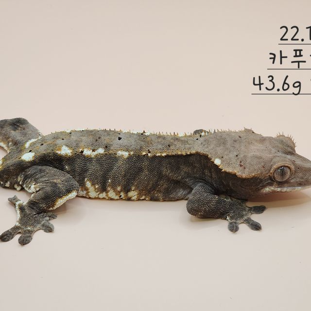카푸치노