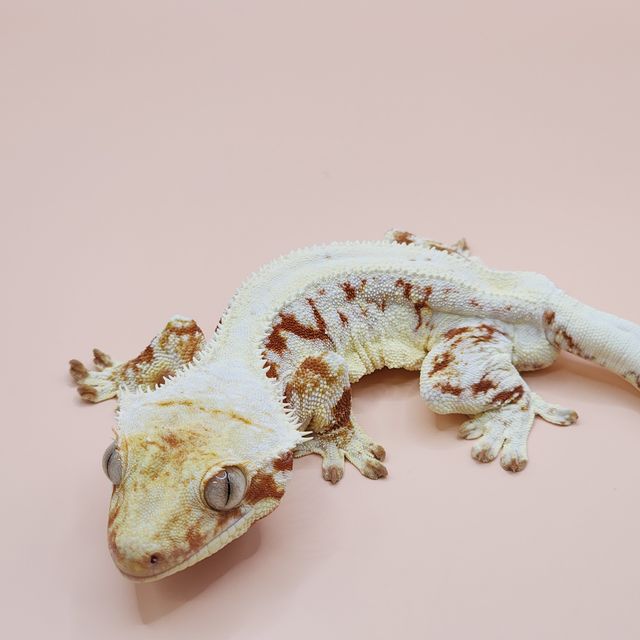레드 릴리화이트