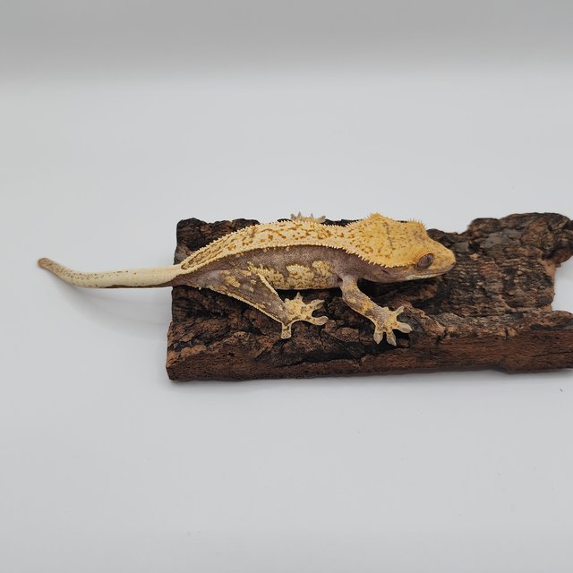 풀핀 핀스트라이프 쿼드