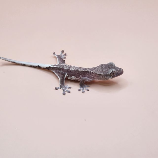 릴잔틱