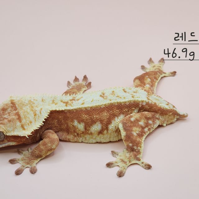 레드 익스트림할리퀸