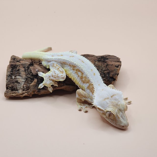 크림 크림시클 릴리화이트