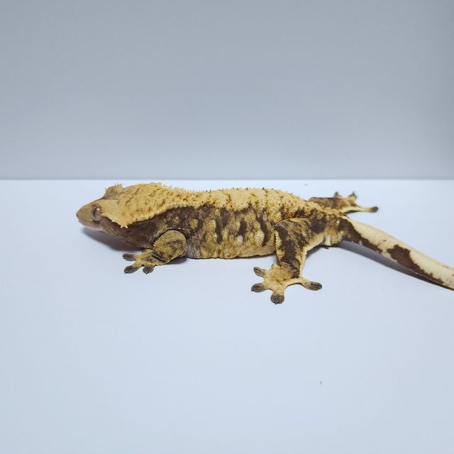 익스트림할리퀸