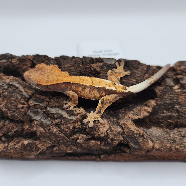 텐저린 카푸치노