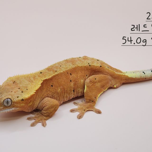 노멀 레드 바이 달마시안