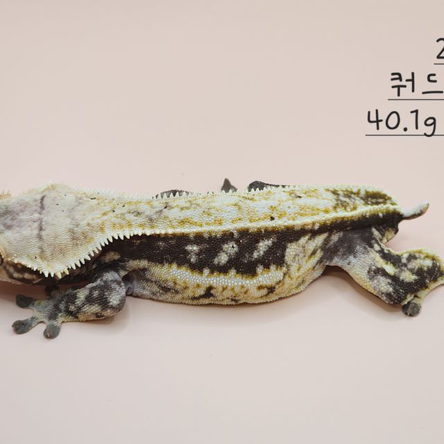 노멀 쿼드 풀핀 다크
