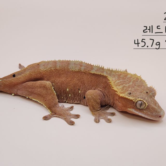 바이 레드