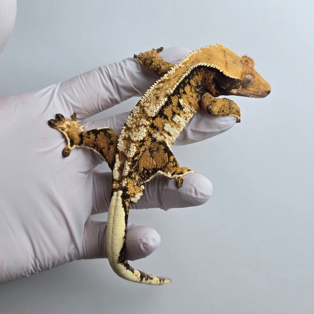 트라이 익스트림할리퀸