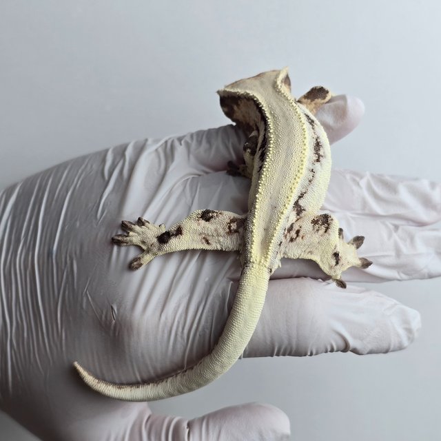 릴리 세이블 세이블 릴리화이트