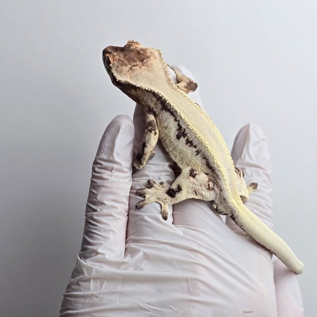 릴리 세이블 세이블 릴리화이트