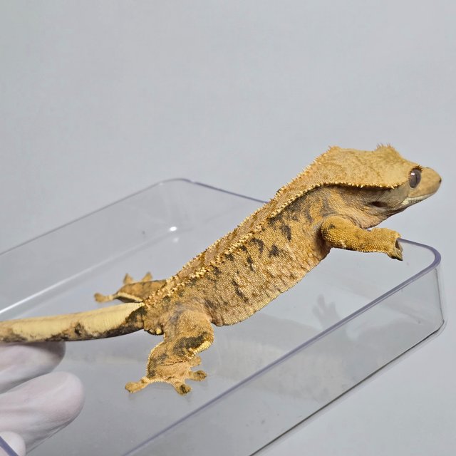 트라이 익스트림할리퀸 텐저린