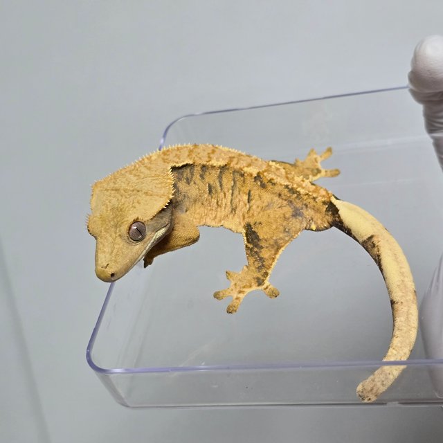 트라이 익스트림할리퀸 텐저린