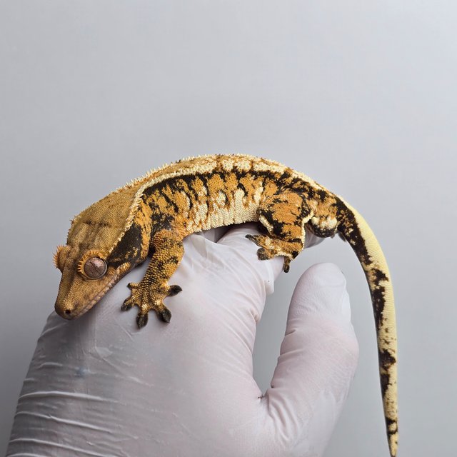 트라이 익스트림할리퀸