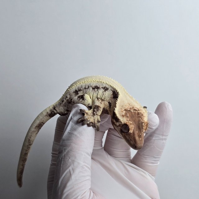 릴리 세이블 세이블 릴리화이트