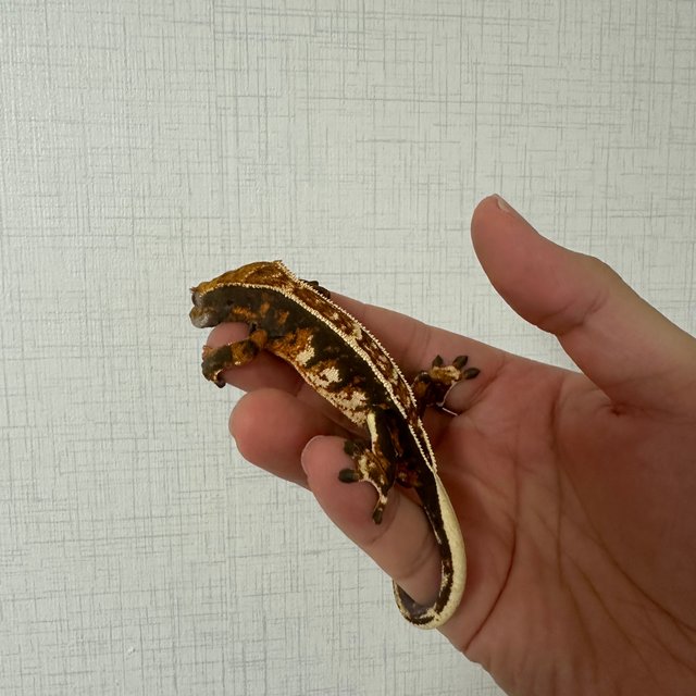 트라이 익스트림할리퀸 할리퀸 텐저린 핀스트라이프 바브