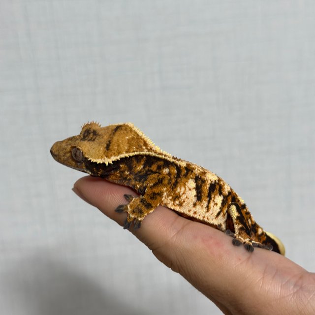 익스트림할리퀸 할리퀸 바브 트라이