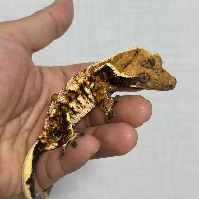 익스트림할리퀸 할리퀸 바브 트라이