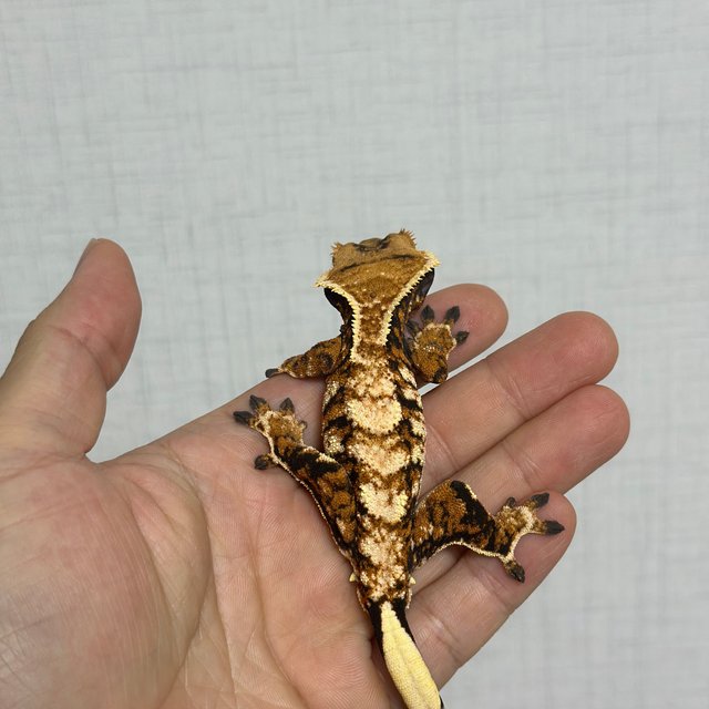 익스트림할리퀸 할리퀸 바브 트라이