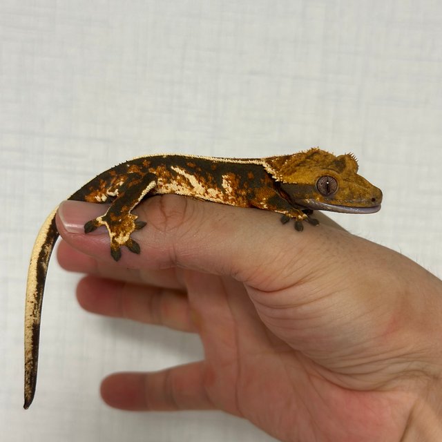 트라이 익스트림할리퀸 할리퀸 텐저린 핀스트라이프 바브