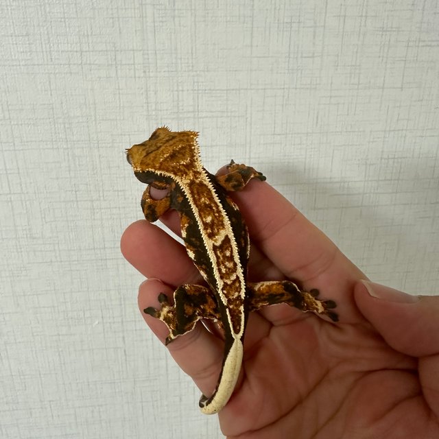 트라이 익스트림할리퀸 할리퀸 텐저린 핀스트라이프 바브