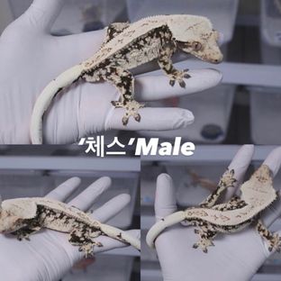 ‘체스’Male