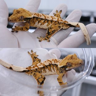 트라이 익스트림할리퀸