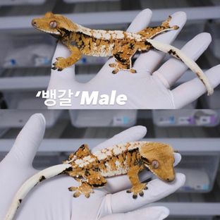 ‘벵갈‘Male