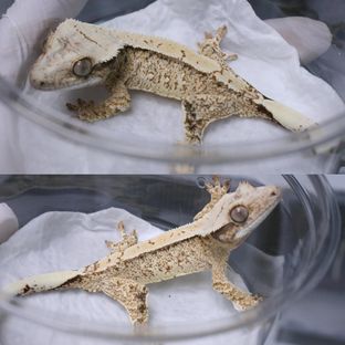 노멀 화이트스팟