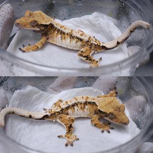 트라이 익스트림할리퀸