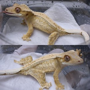 노멀 크림시클 크림