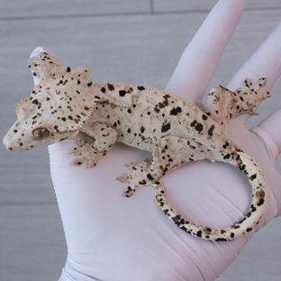 ‘달달’Female