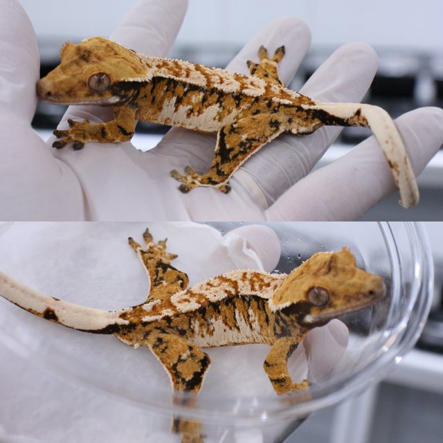 트라이 익스트림할리퀸