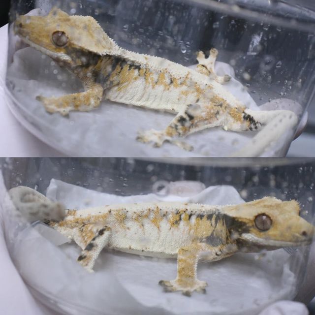 트라이 익스트림할리퀸