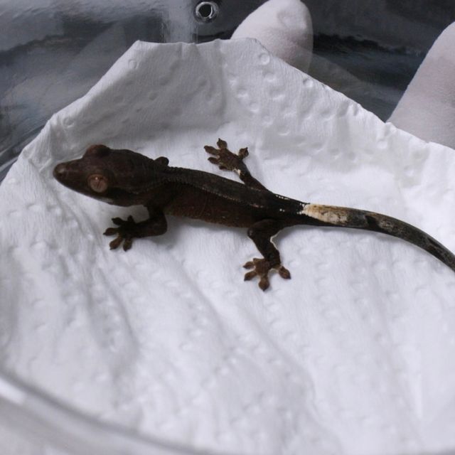 챠콜 다크 블랙