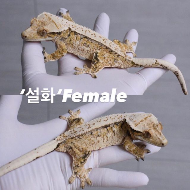 트라이 화이트스팟