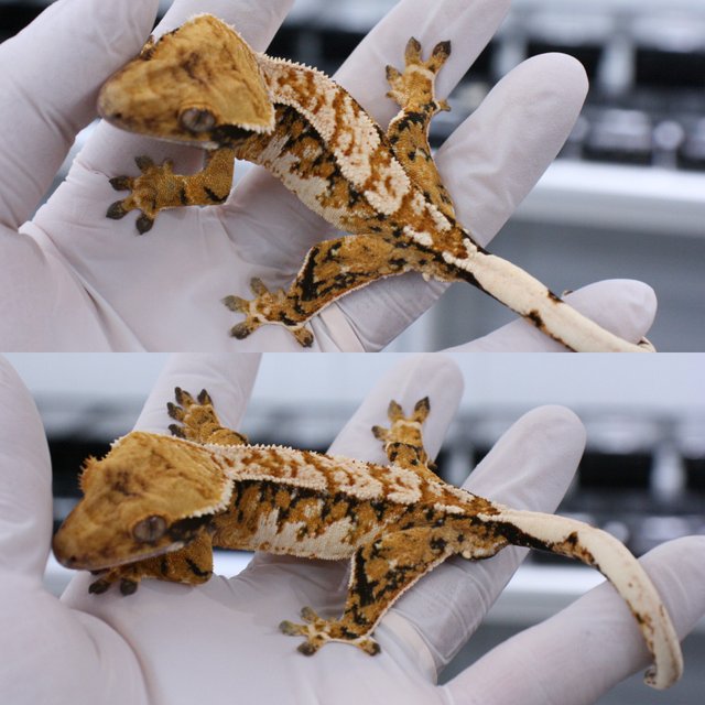 트라이 익스트림할리퀸