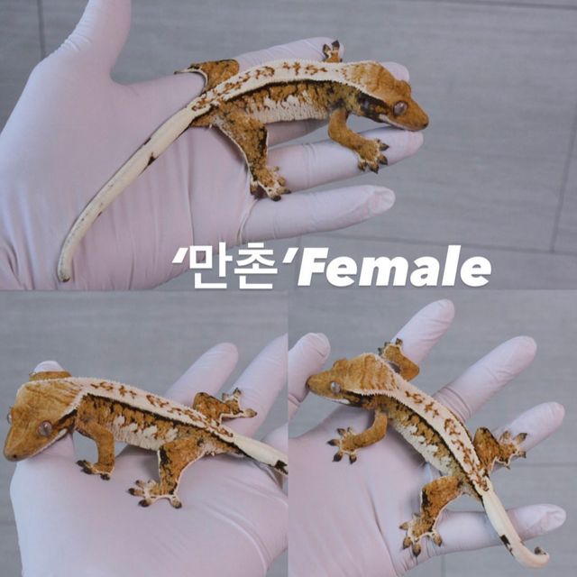 익스트림할리퀸 트라이 드리피 할리퀸
