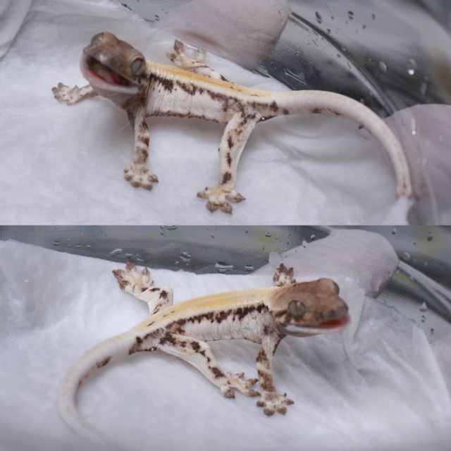릴리 세이블